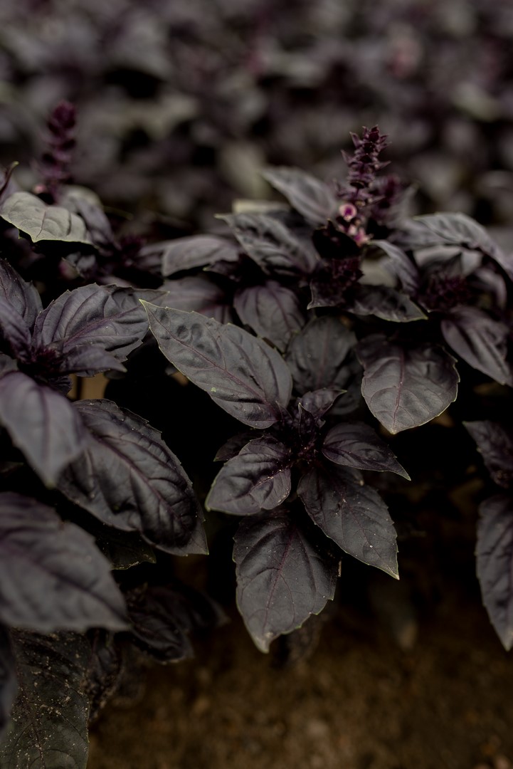 bazylia czerwonolistna 